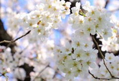 咲き始めは勢いがあります