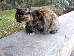 誰が呼んだか汚いちゃん