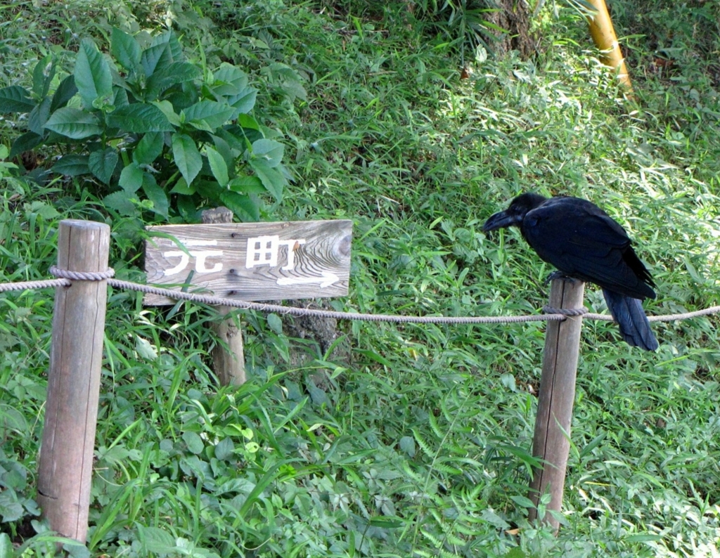 なんだ右カァ