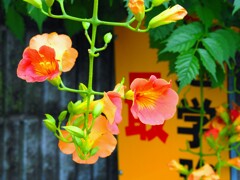 ノウゼンカズラ