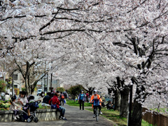 桜のトンネル