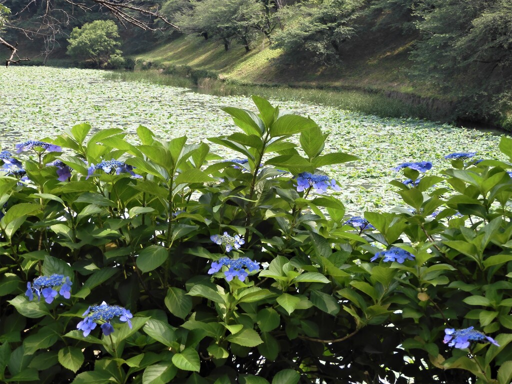 お濠のアジサイ