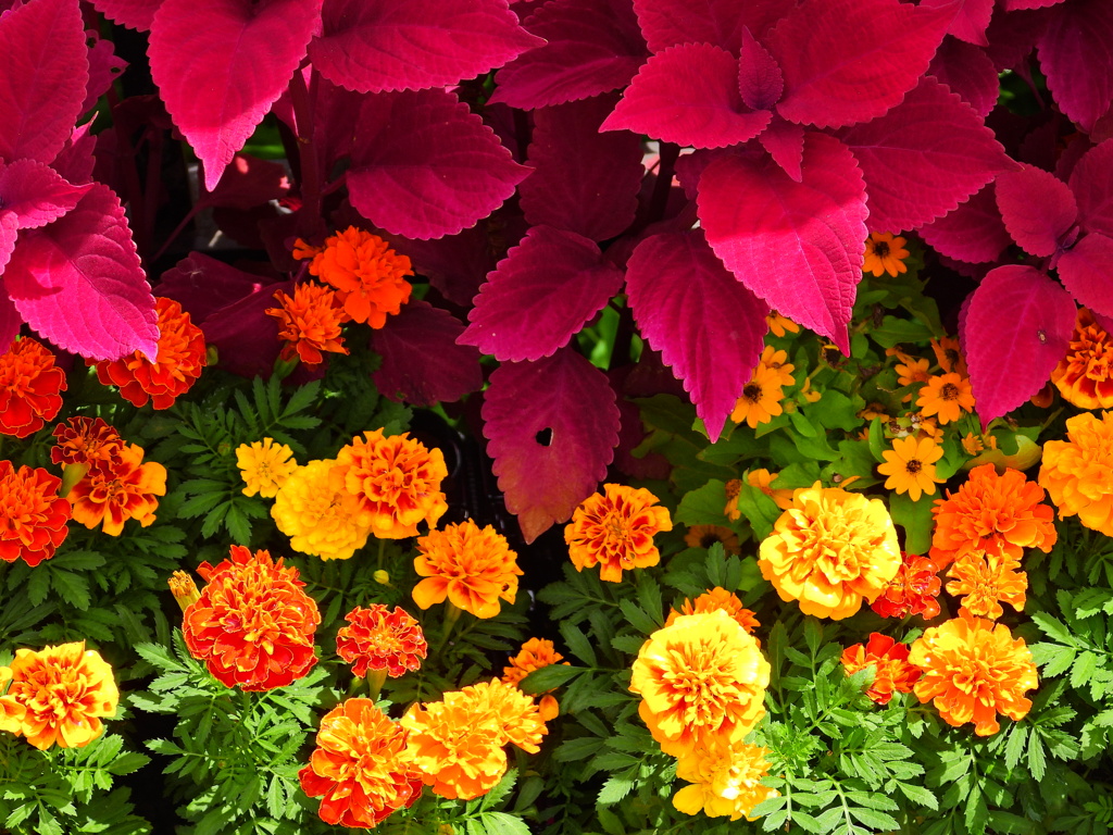 マリゴールドとポインセチア