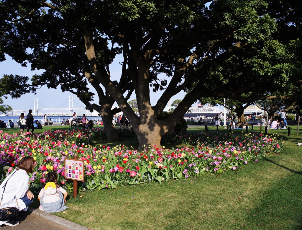 このお花はど～れ？