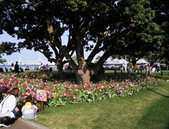 このお花はど～れ？