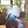 オウギバトさん