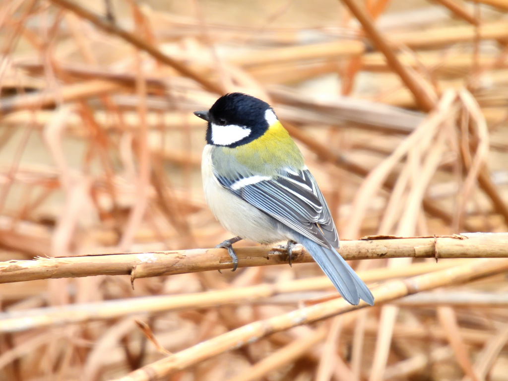 シジュウカラ