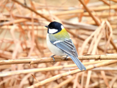 シジュウカラ