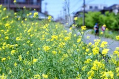 菜の花とランニングカップル