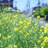 菜の花とランニングカップル