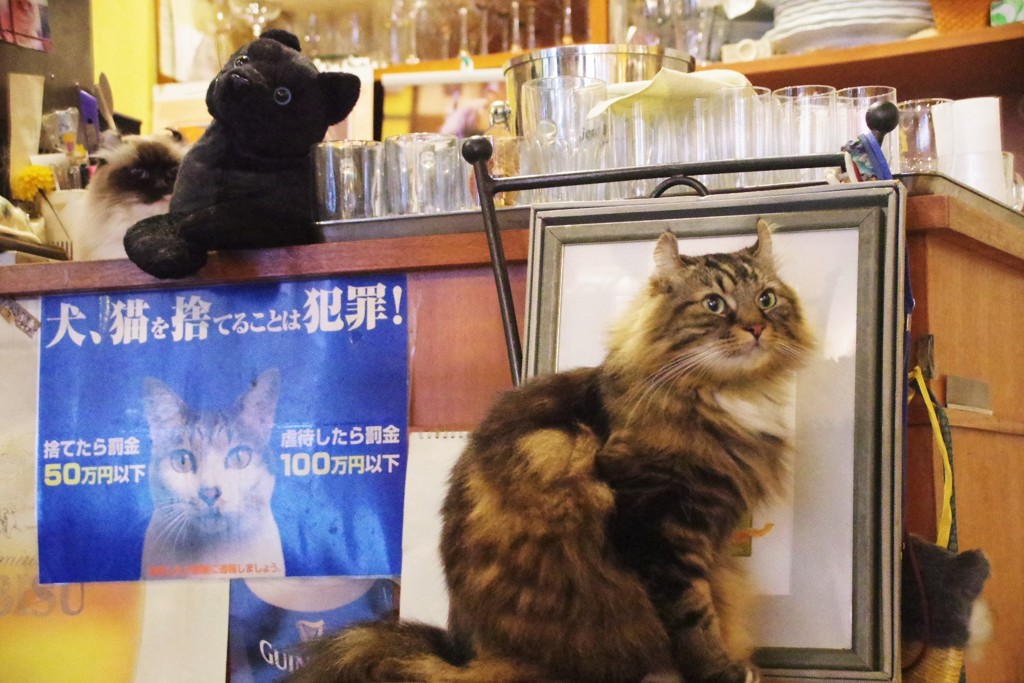 3匹そろい踏み