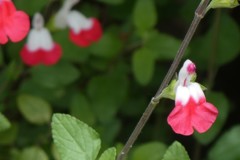 分からずじまい
