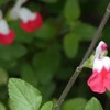 分からずじまい