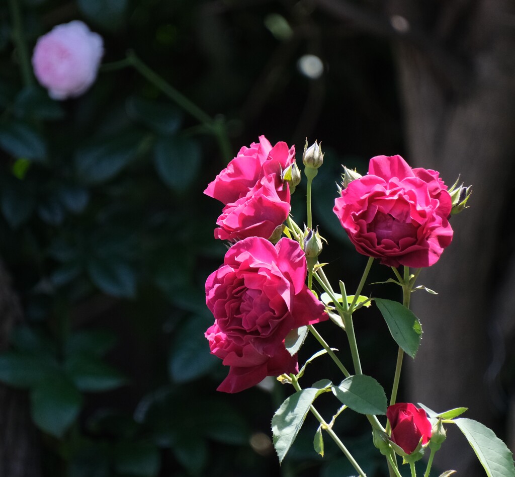 お散歩写真 第2部