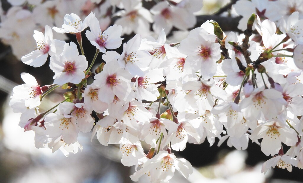 開花がイマイチ