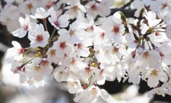 開花がイマイチ