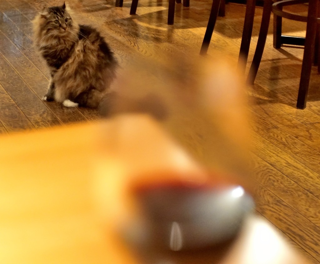 ワインなめのカイ君