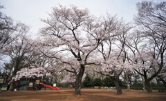 満開まで