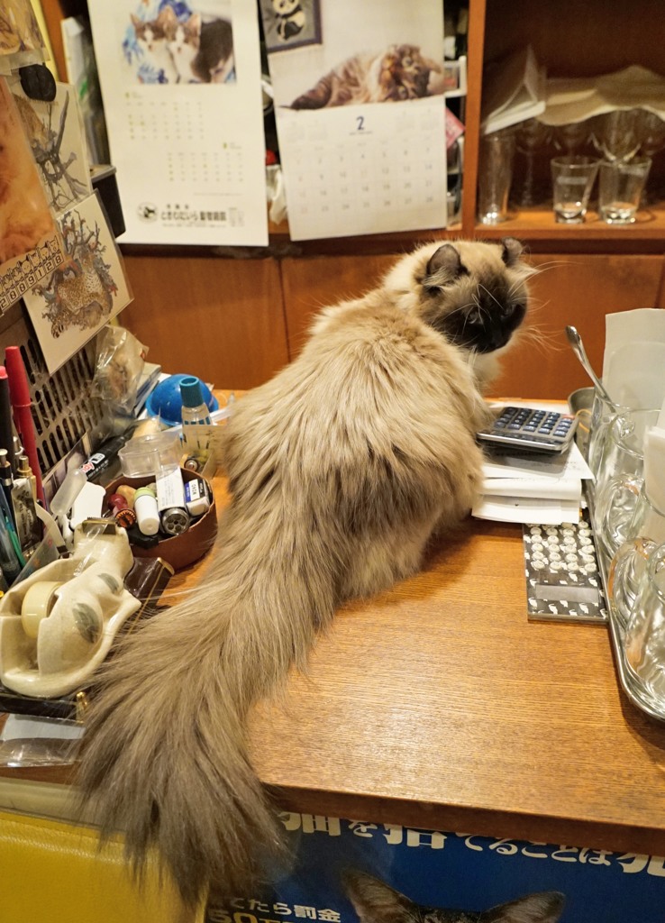オーちゃん、お会計できないよ