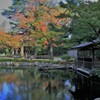 鯉が集まるテラス