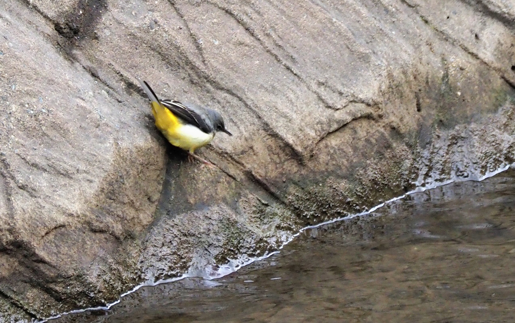 護岸が苦手なキセキレイ