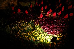 馴染みの花も