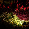 馴染みの花も