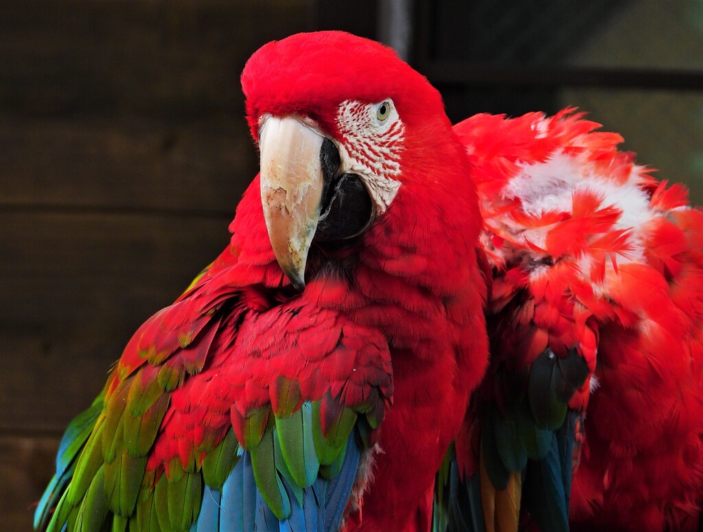 コンゴウインコⅠ