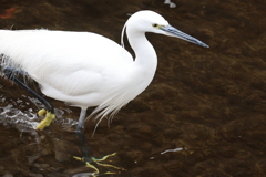 動物優先瞳オートフォーカス