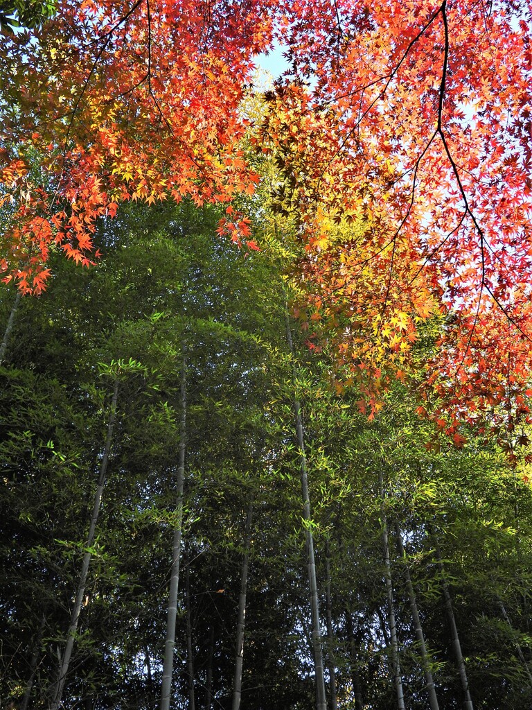竹林と紅葉のコラボ
