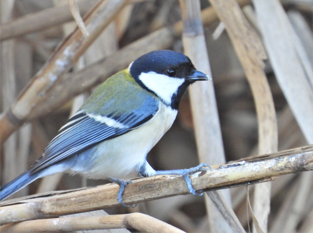 シジュウカラ