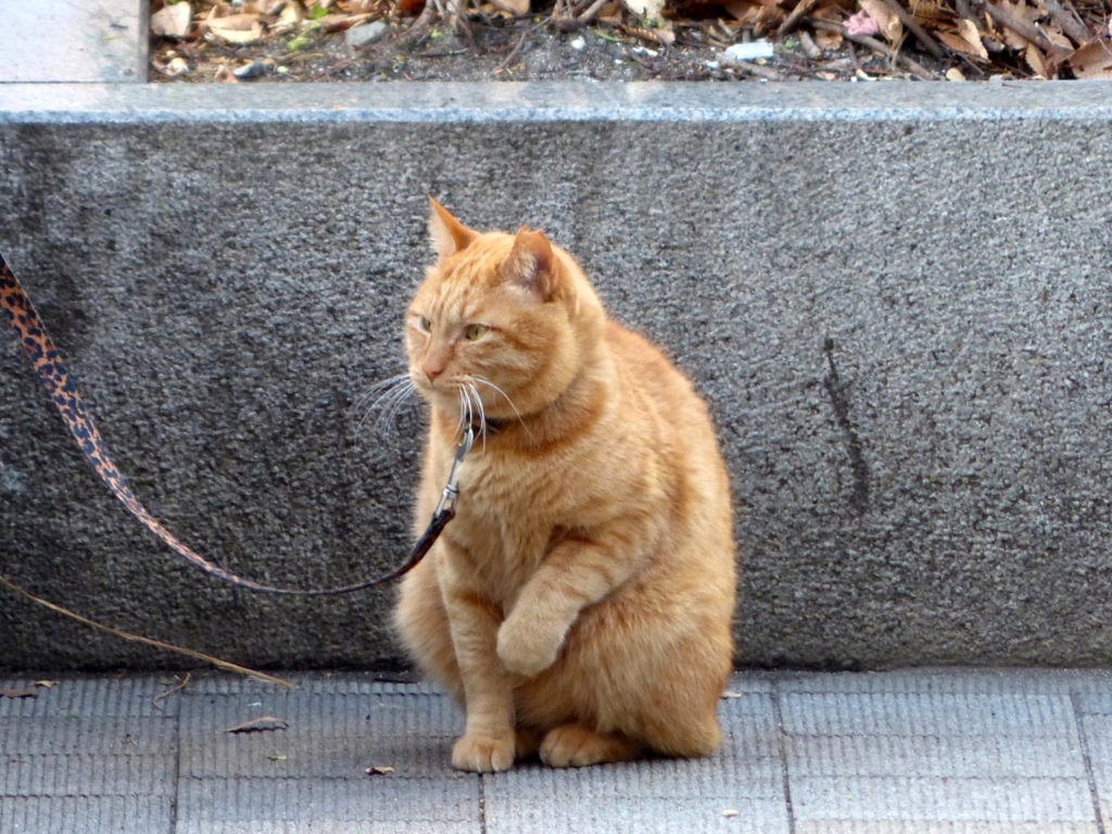 お手、じゃないし！あぶね…