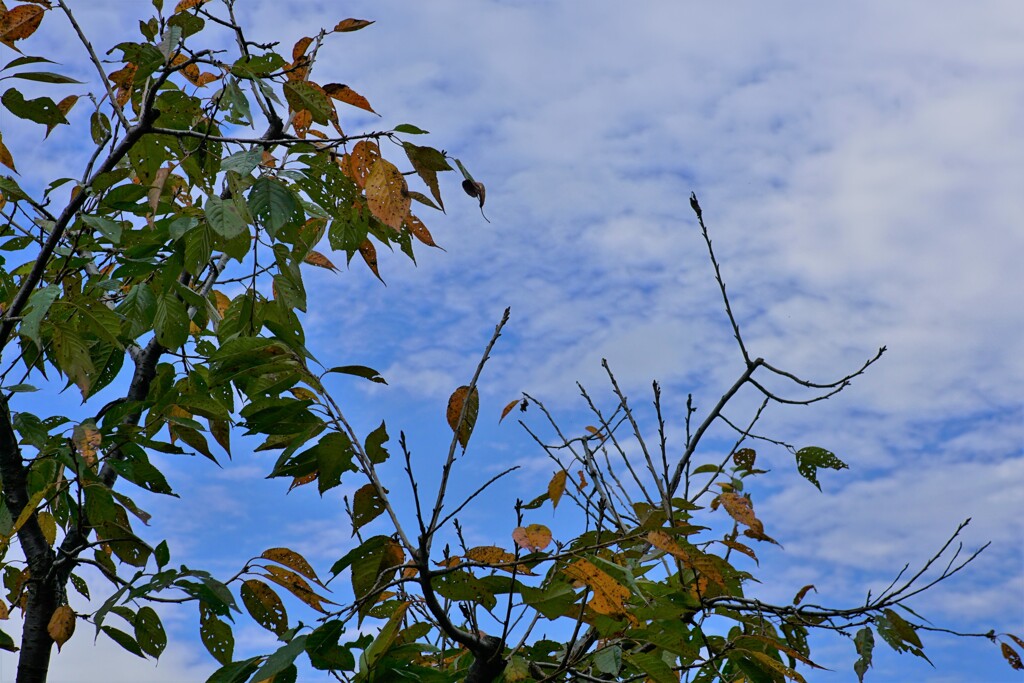 オートHDR露出差3.0EV