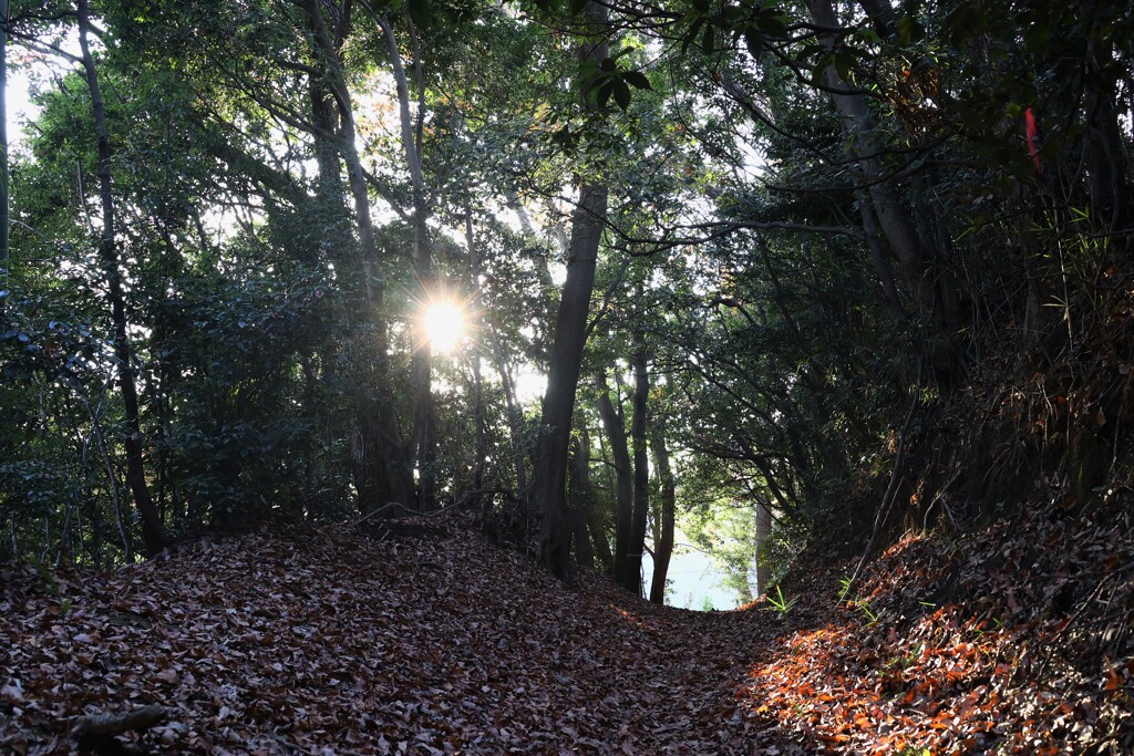 陽が射してきました