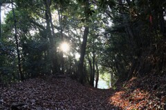 陽が射してきました