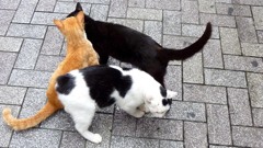 三匹でずっとスリスリ（上野不忍池）