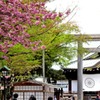 靖国神社の八重桜