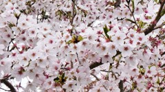 遅咲きの桜