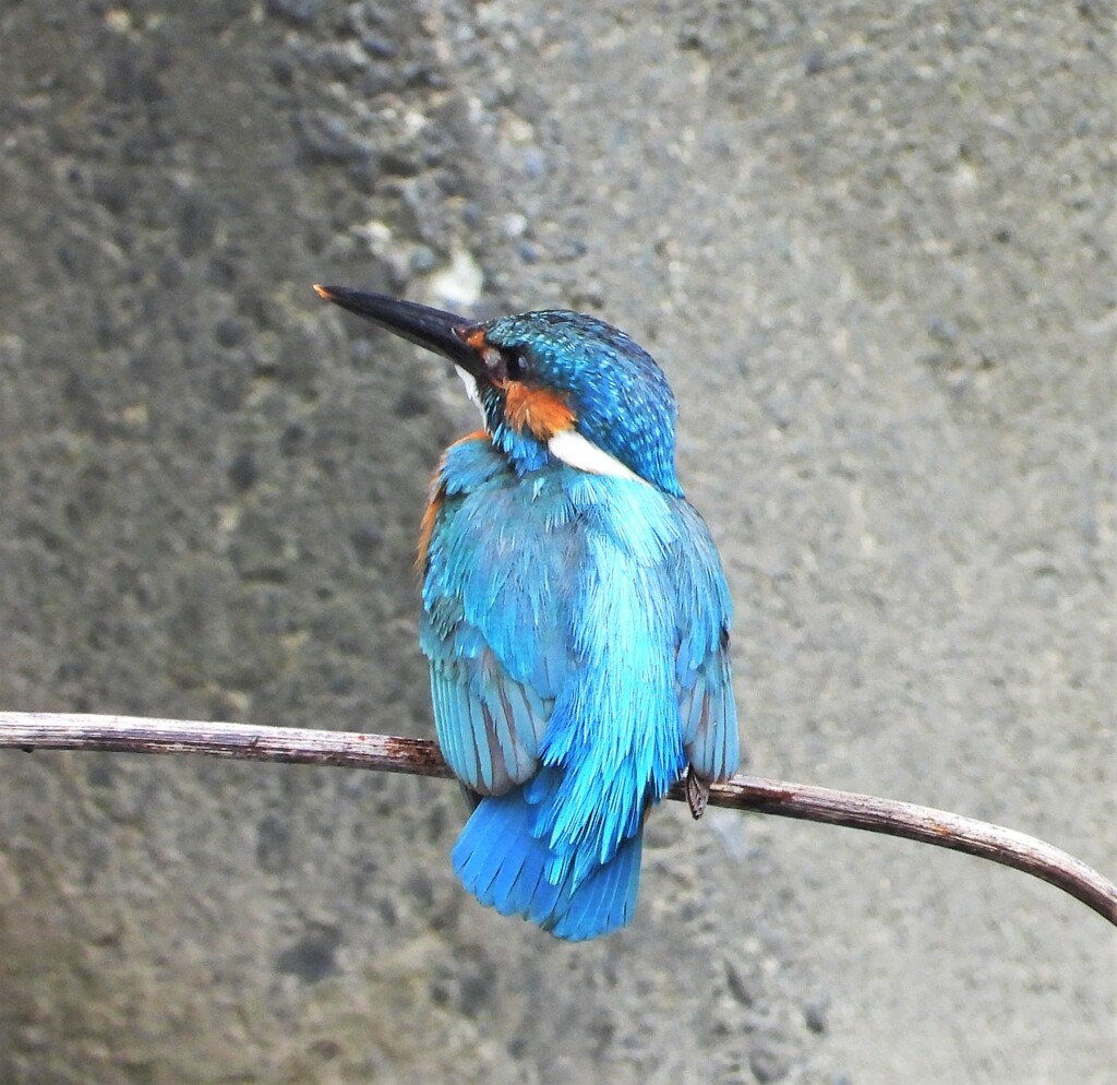 2羽目のカワセミ