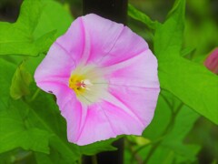 朝顔