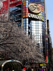 銀座の数寄屋橋の桜