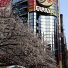 銀座の数寄屋橋の桜