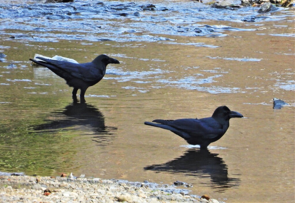 行水か？