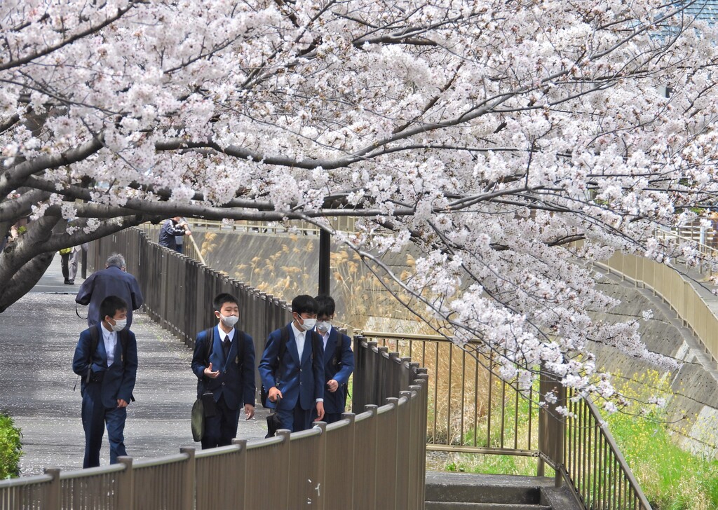 親水公園の桜