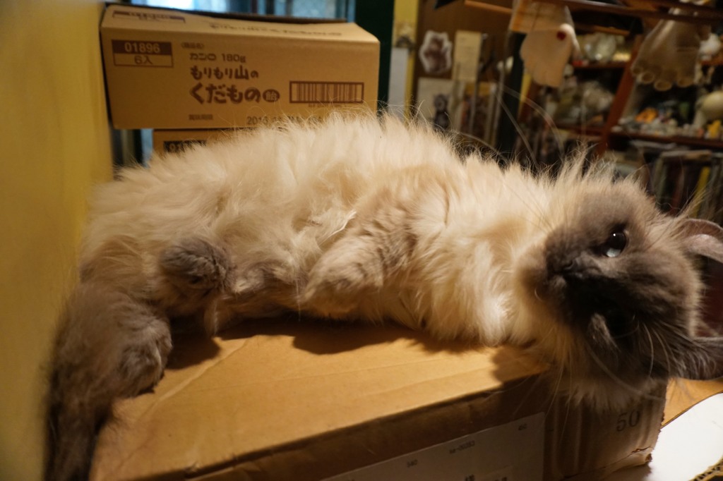 今夜のクーちゃん