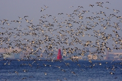 横浜港のカモメの群れ