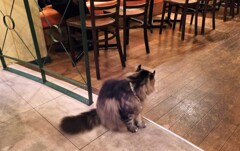 いらっしゃ～い (=^・^=)