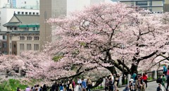 田安門の桜と九段会館