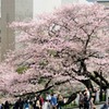 田安門の桜と九段会館