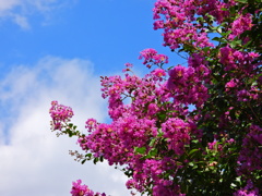 コーディネート